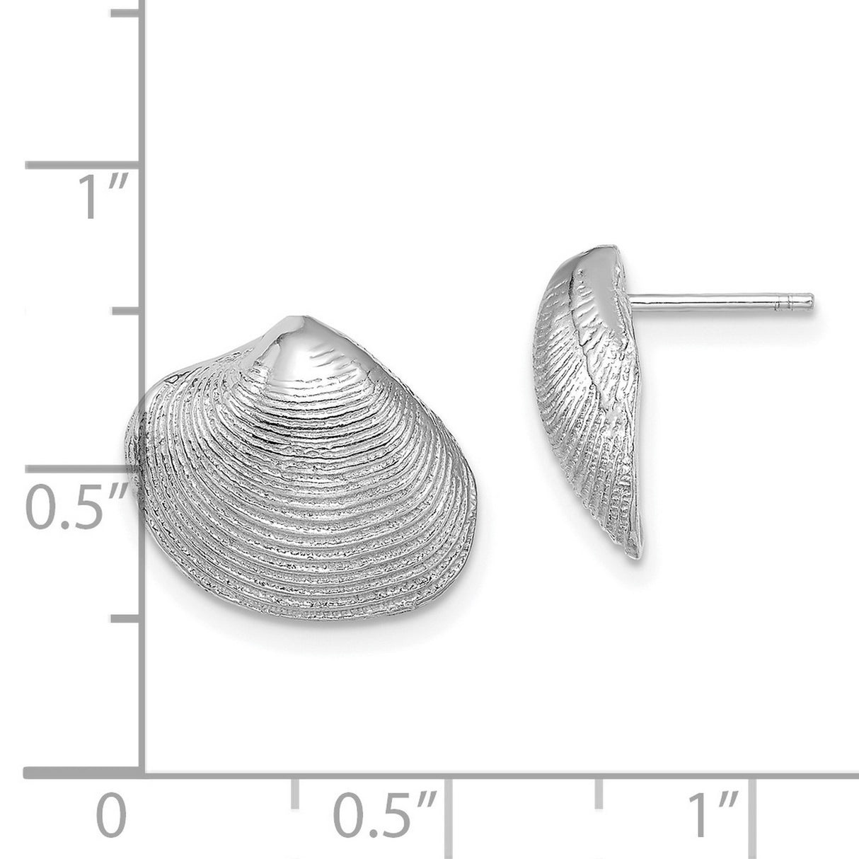 14k White Gold Seashell Stud Earrings with Clam Shell Design, Ocean Inspired Coastal Style