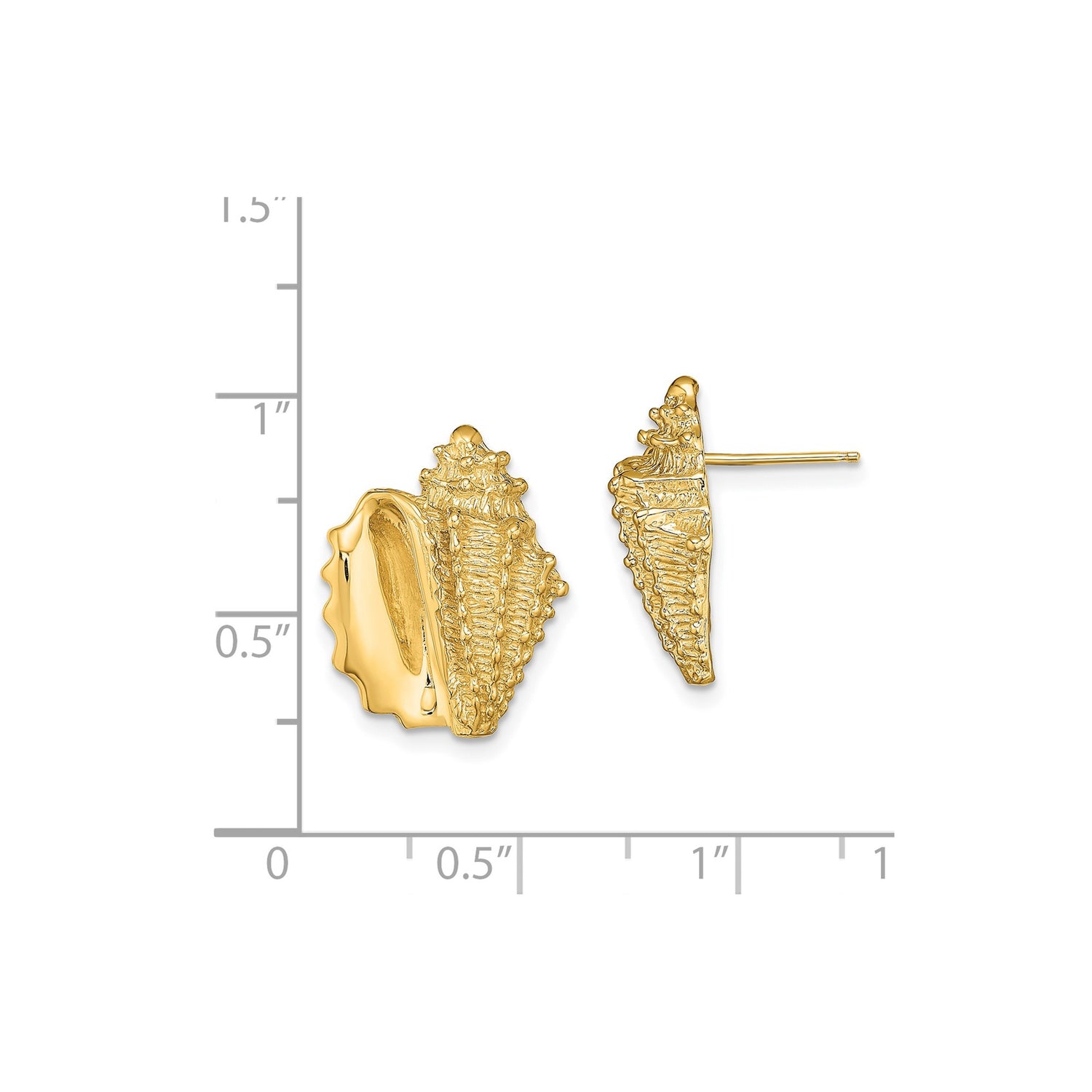 14k Yellow Gold Seashell Stud Earrings, Conch Shell Marine Life Coastal Style