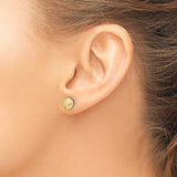 10k Yellow Gold Stud Earrings with Seashell Design, Nautical Coastal Theme for Women