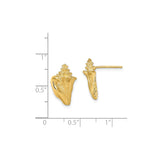 14k Yellow Gold Conch Shell Stud Earrings, Textured Nautical Beach Style for Women