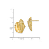 14k Yellow Gold Seashell Stud Earrings, Conch Shell Marine Life Coastal Style