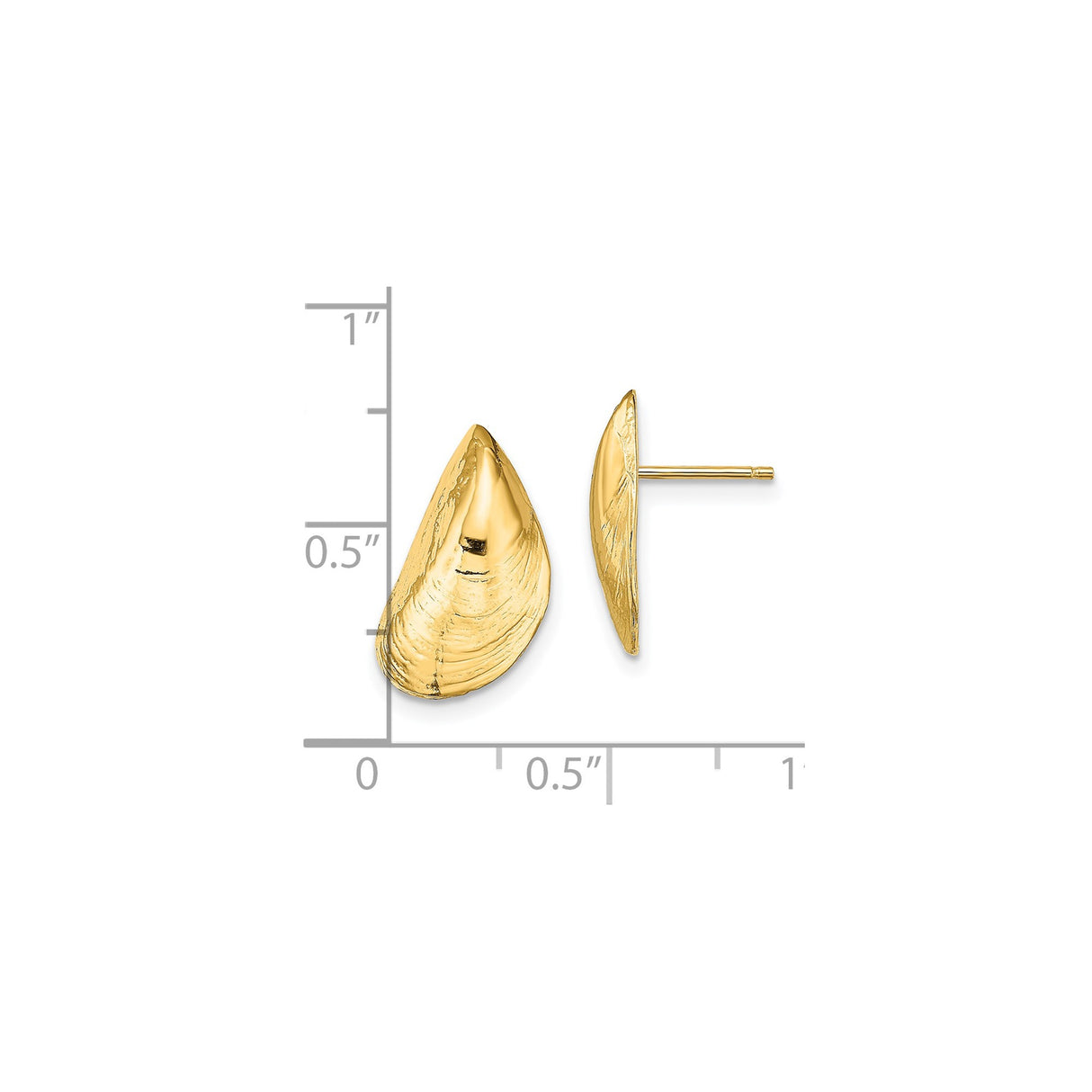 14k Yellow Gold Mussel Shell Stud Earrings, Ocean-Inspired Coastal Nautical Design for Women